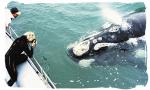 Dyer Island Cruises Dyer Island Cruises