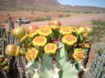 Nazimbo Camping Safaris Nazimbo Camping Safaris
